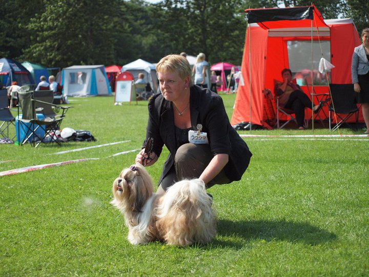 Shih Tzu Danmark